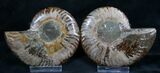 Cut and Polished Ammonite Pair #8009-1